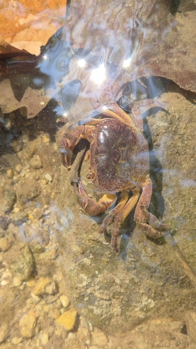 Iberian Freshwater Crab