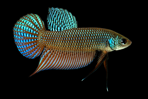Betta smaragdina