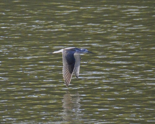 Common Greenshank