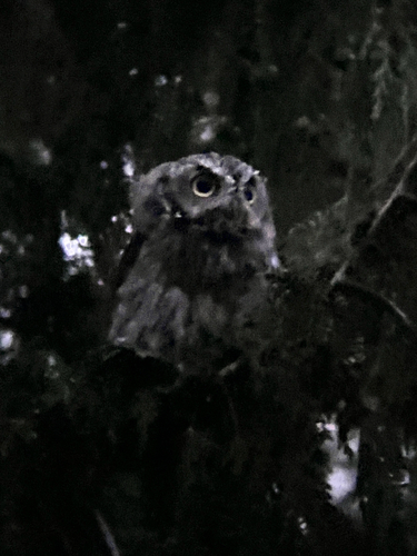 Western Screech-Owl