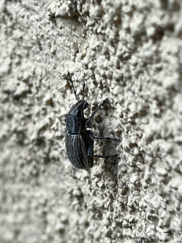 White-fringed weevil