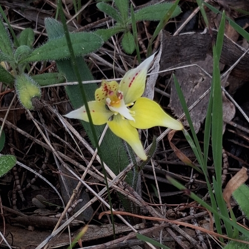 Cowslip Orchid