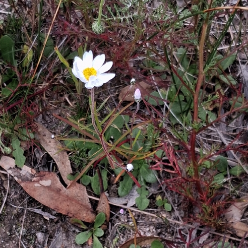 Lawrencella rosea