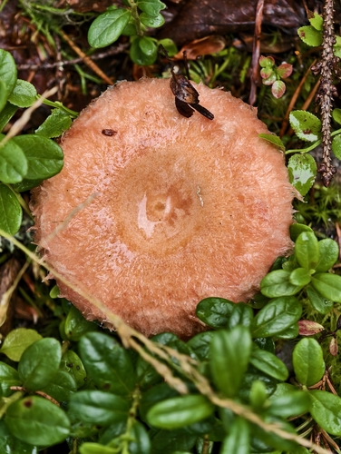 Woolly Milkcap