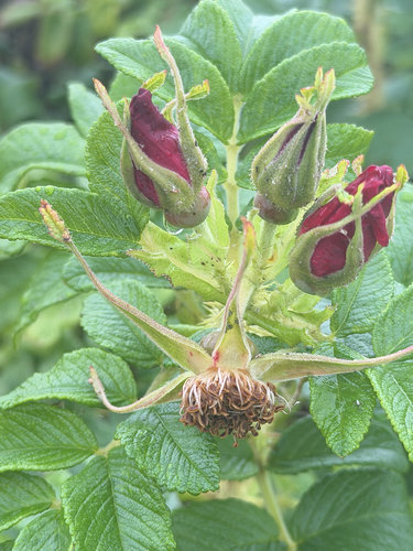 rugosa rose
