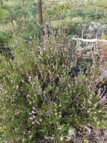 common heather