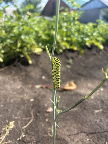 Old World Swallowtail