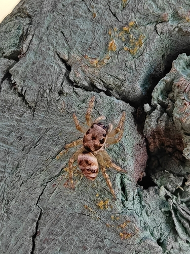 Zebra Jumping Spider