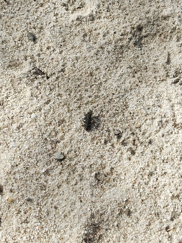 Wood Tiger Beetle