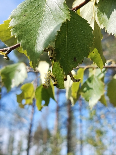 Hazel Sawfly