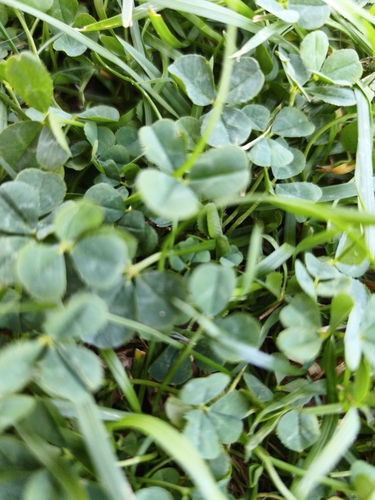 white clover