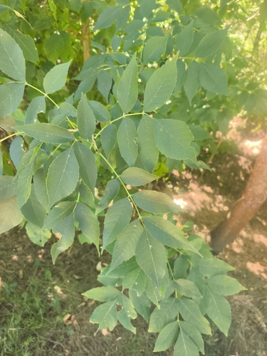 green ash