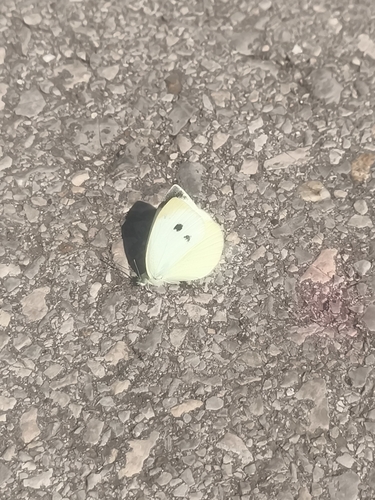 Small White