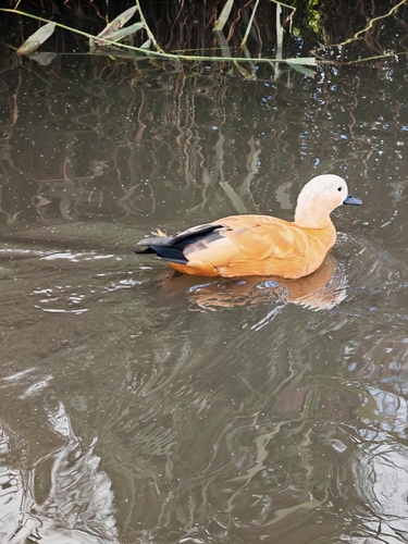 Ruddy Shelduck