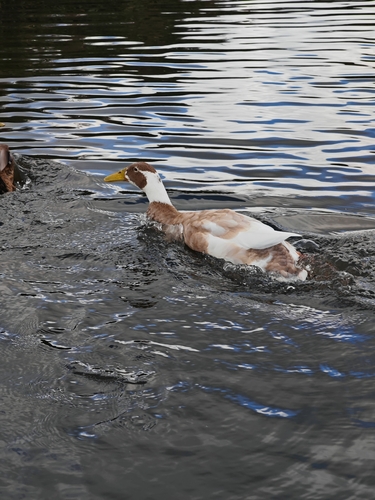 Domestic Mallard