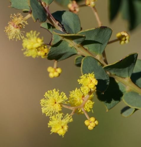 Ovens wattle