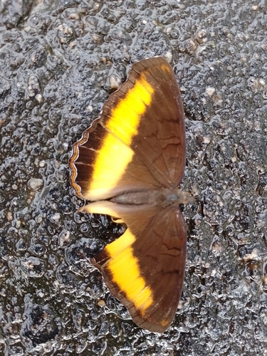 Eurytela alinda