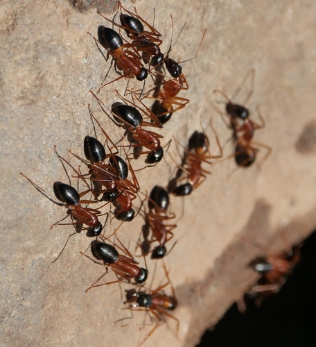 Banded Sugar Ant