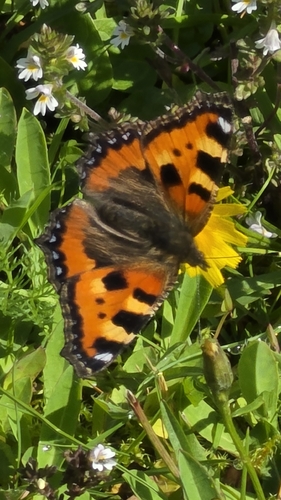 Small Tortoiseshell
