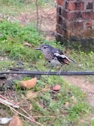 Oriental Magpie-Robin