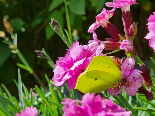 Common Brimstone