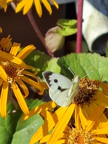 Large White