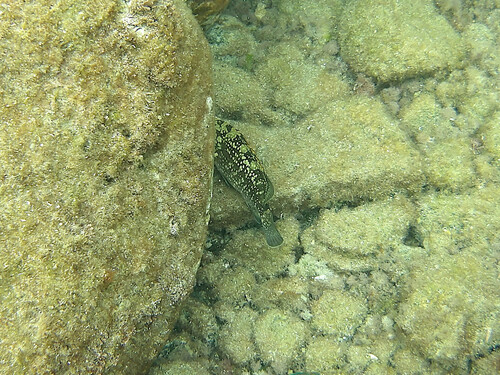 Dusky Grouper