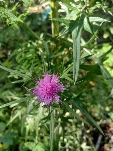 Bull Thistle