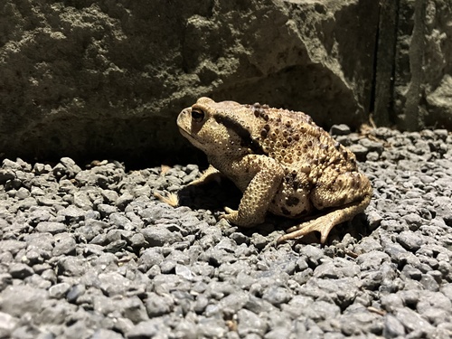 Asiatic Toad