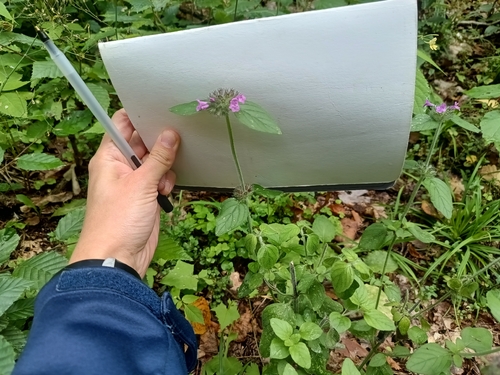 Wild Basil