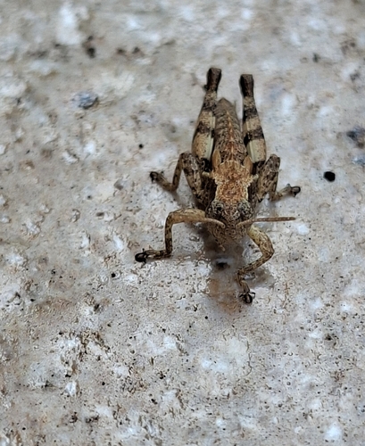 Common Maquis Grasshopper
