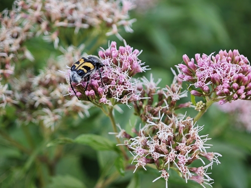 Eurasian Bee Beetle