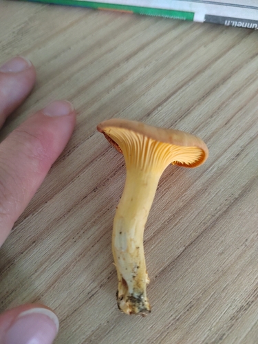 Golden Chanterelle
