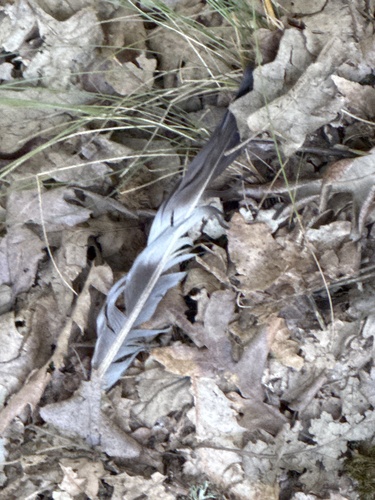 Common Wood-Pigeon