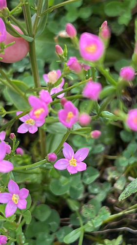 Common centaury