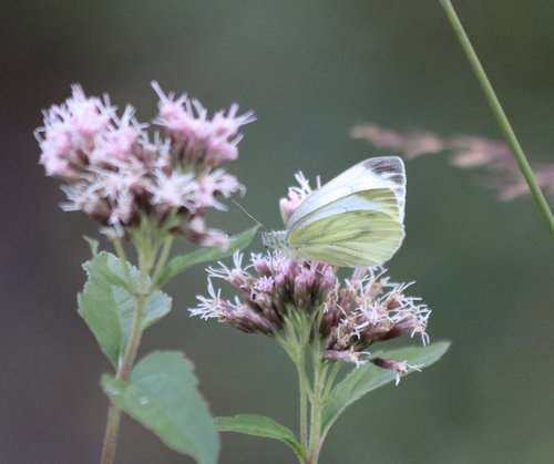Green-veined White