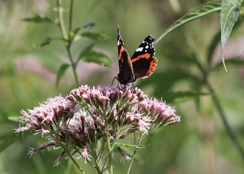 Red Admiral
