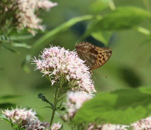 Silver-washed Fritillary