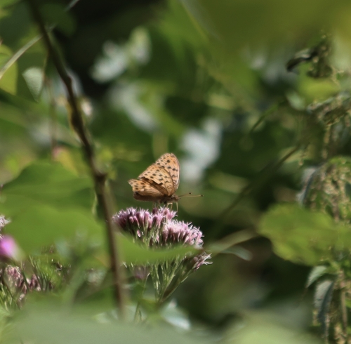 Pallas's Fritillary