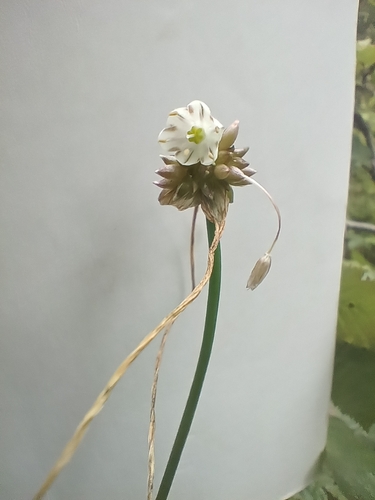 field garlic