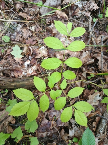 European ash