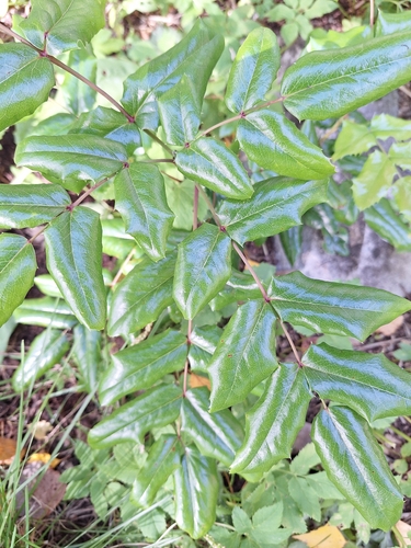 Oregon grape