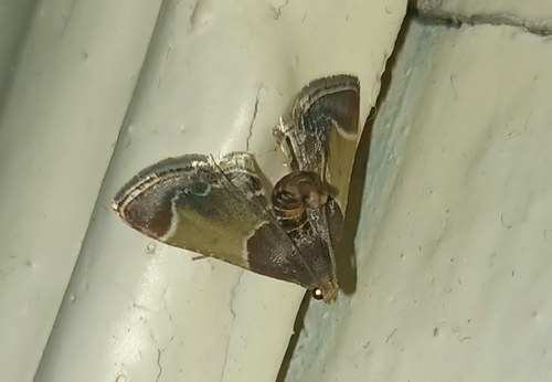 Meal moth