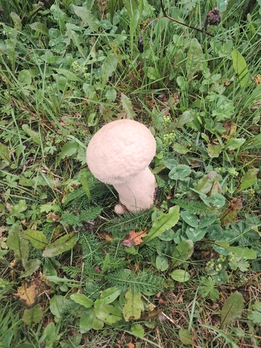 Pestle Puffball