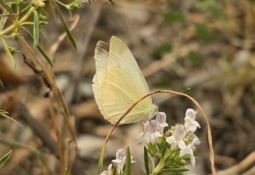 Mountain Small White