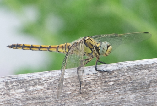 Black-tailed Skimmer