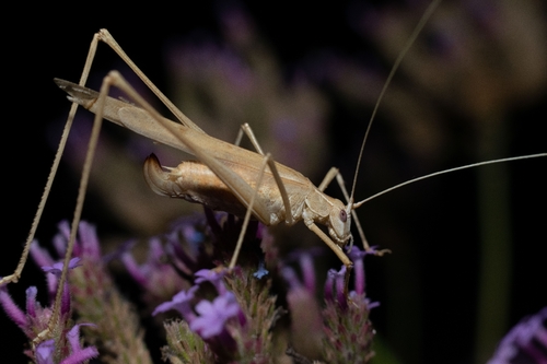 Lily Bush-cricket