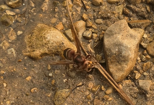 European Hornet