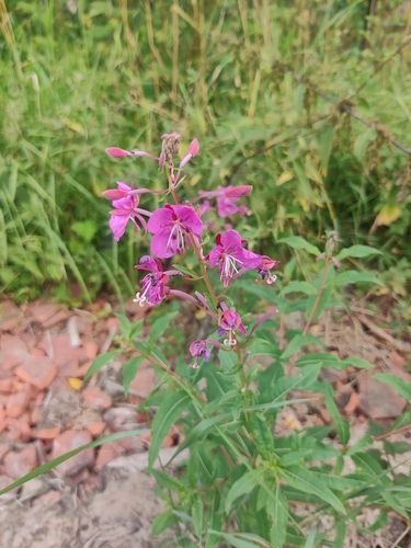 fireweed