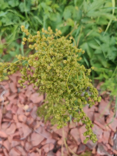 Meadowsweet